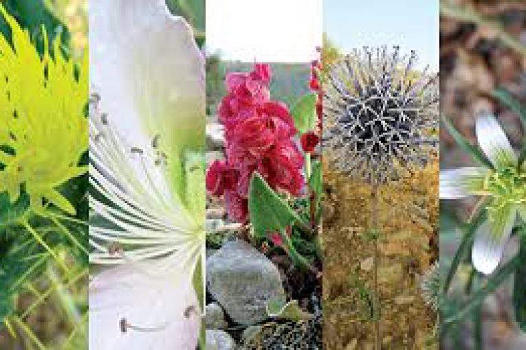 مهمترین خواص گیاهان بهاری