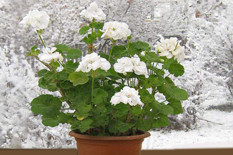 گیاهان آپارتمانی مقاوم به سرما