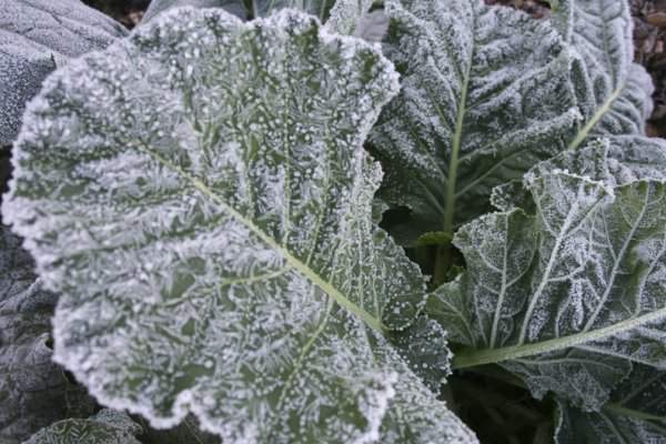 گیاهان مقاوم به سرما