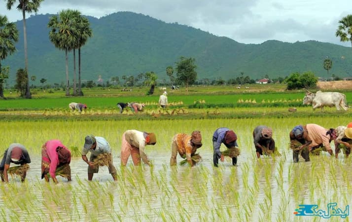مزارع برنج دابودشت