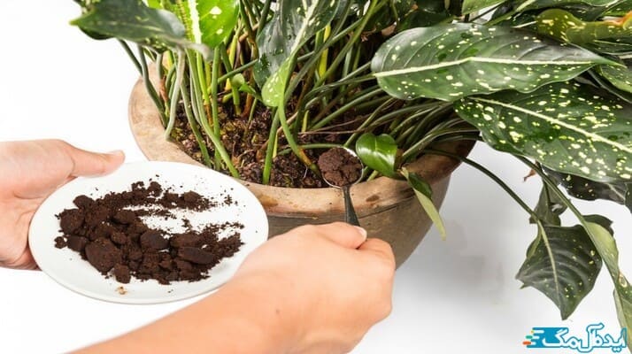 معرفی کود های خانگی بی هزینه مانند تفاله قهوه برای پرورش گیاهان آپارتمانی 