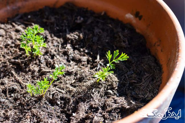 خاک مناسب برای کاشت هویج در گلدان 