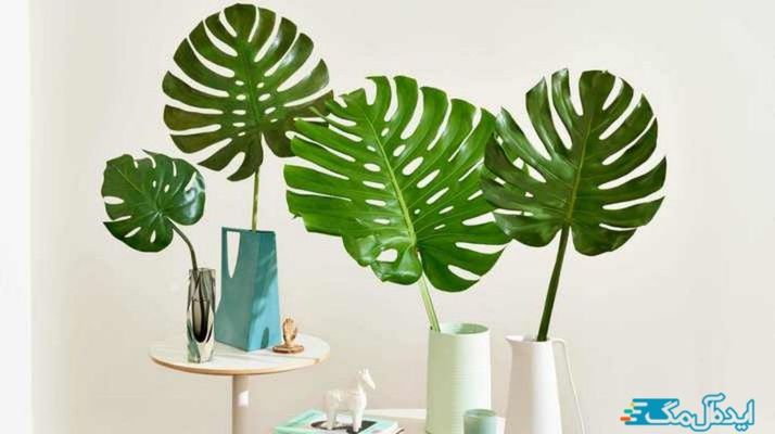 معرفی و برسی کامل گیاهان مقاوم برای آپارتمان ها 