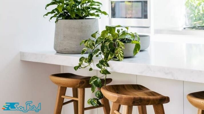 پتوس؛ یکی از بهترین گیاهان آپارتمانی