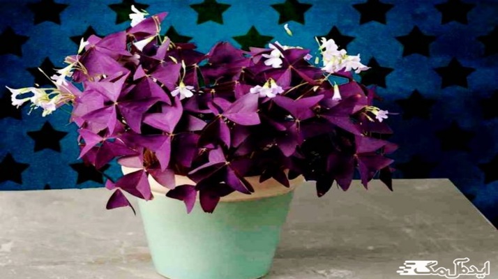 معرفی بهترین گیاهان گلدار برای آپارتمان با عکس