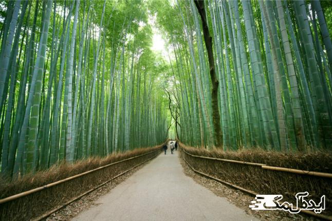جنگل بامبو در ژاپن یکی از مناظر زیبای جهان 