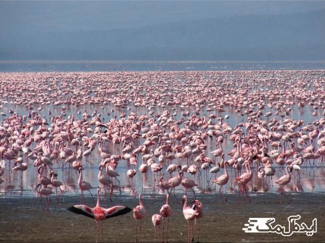 دریاچه ناکورو در کنیا 