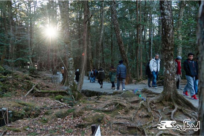 جنگل خودکشی در ژاپن از ترسناک ترین مکان های دنیا 