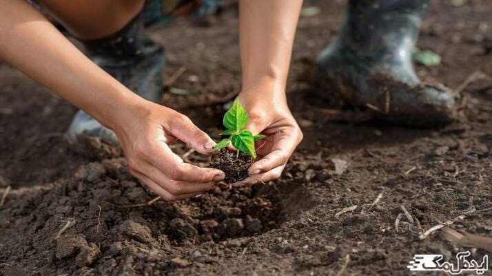 معرفی بهترین فصول برای کاشت درخت