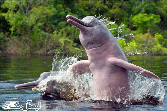 دلفین صورتی از نادرترین گونه‌‌های جانوری آمازون 