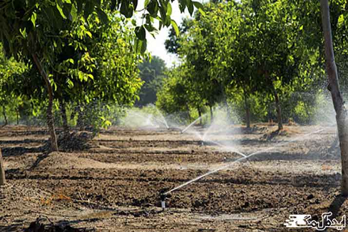 مقدار آب مورد نیاز درخت گردو در آبیاری بارانی 