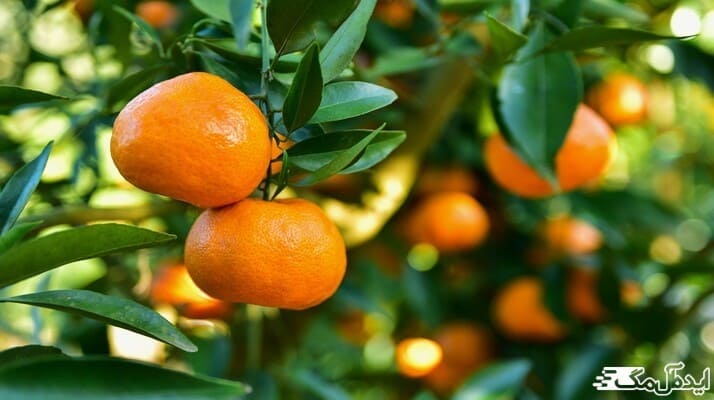 بررسی نحوه آبیاری درخت پرتقال و نارنگی