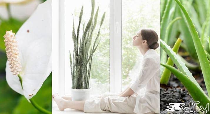 تصفیه هوا با گیاهان آپارتمانی
