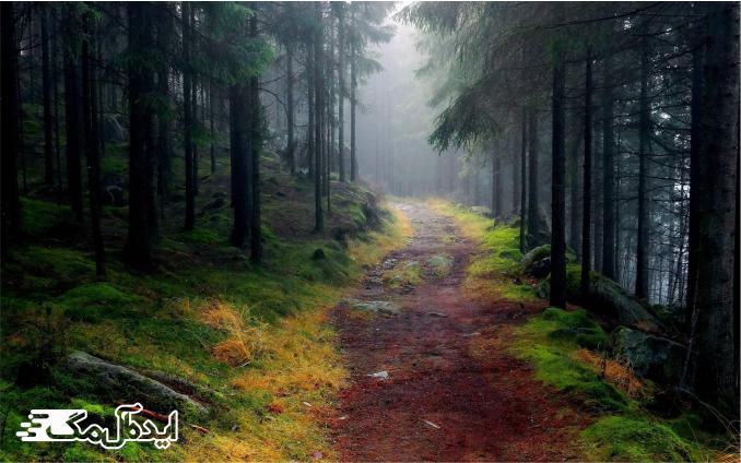 مسیر جنگل 