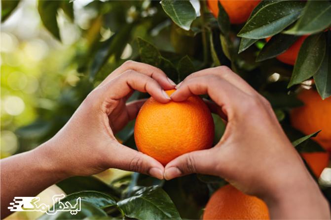 پرتقال یک میوه انرژی زا 