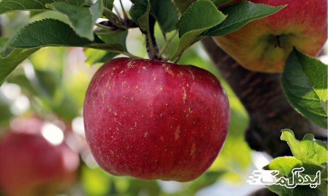 آیا باید پوست سیب را بگیریم ؟