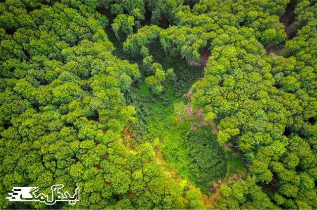 درختان انبوه و حیرت‌انگیز جنگل آمازون 