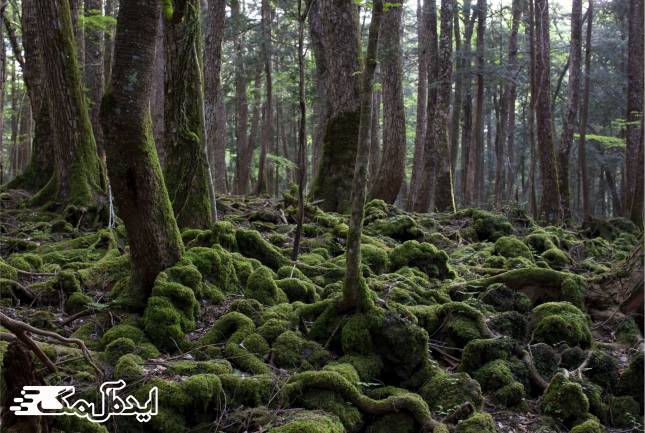 جنگل خودکشی در ژاپن 