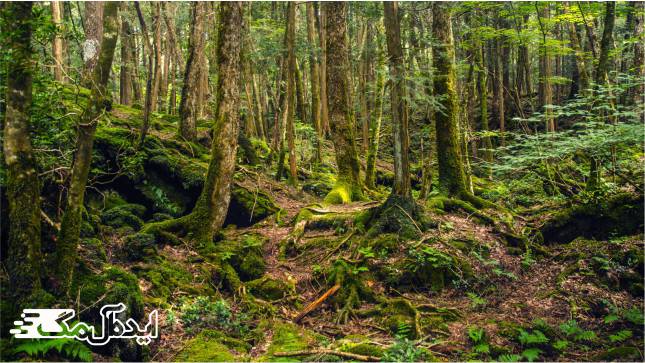 جنگل Aokigahara در ژاپن 