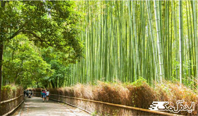 جنگل Arashiyama در ژاپن از زیباترین جنگل های ژاپن