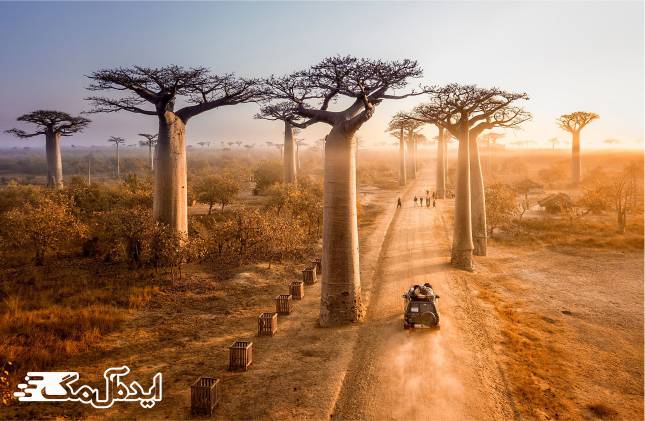 جنگل Baobabs Avenue