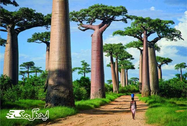 جنگل Baobabs Avenue در ماداگاسکار 