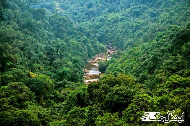 Meghalaya Subtropical Forest از زیباترین جنگل های جهان 
