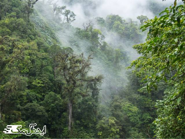 جنگل Monteverde Cloud یکی از زیباترین جنگل های جهان 