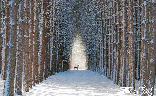 جنگل کبک در کانادا 