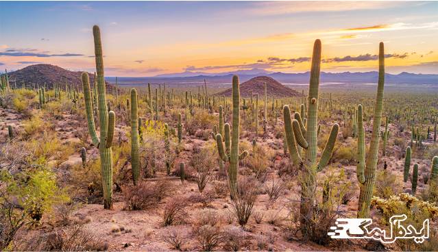 پارک Saguaro Cactus از زیباترین جنگل های جهان 