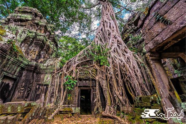 جنگل Ta Prohm Forest کامبوج 