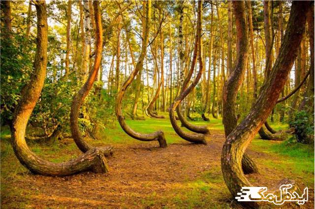 جنگل کج در کشور لهستان 