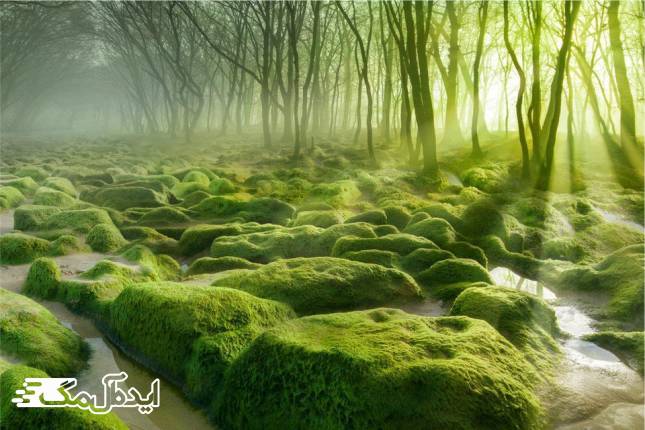 جنگل The Moss Swamp در رومانی 