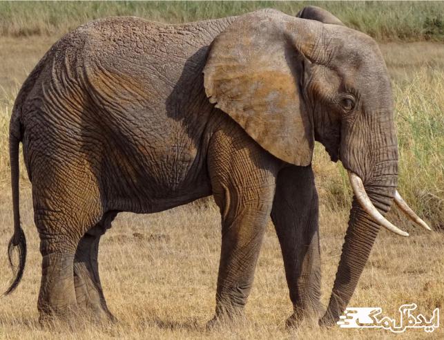 فیل آفریقایی یکی از قوی ترین حیوان جهان 