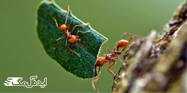 مورچه برگ شکن از قوی ترین حیوان های جهان