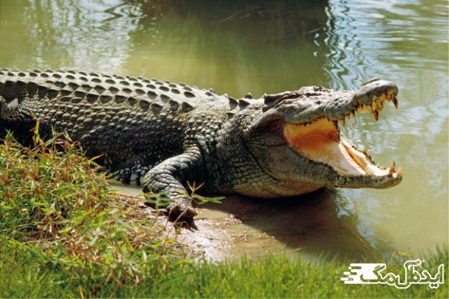 تمساح آب شور قوی ترین حیوان جهان از نظر قدرت فک 