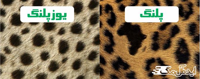 فرق پلنگ و یوزپلنگ از نظر شکل بدن 