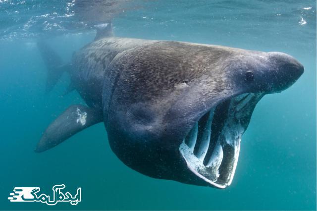 کوسه نهنگ 