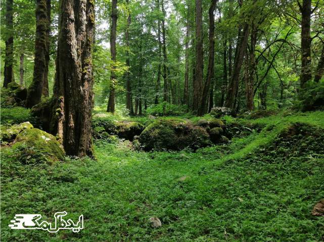 جنگل تیلاکنار یکی از زیباترین مناطق ایران 