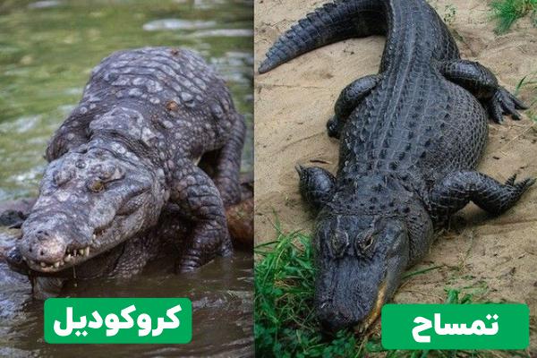 تفاوت تمساح و کروکودیل