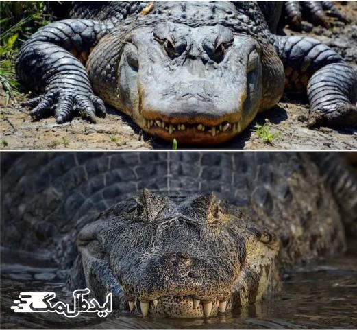اختلاف شکل پوزه در تمساح و کروکودیل 