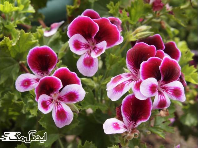 گل پلارگونیوم 