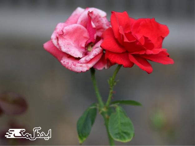 گل رز قرمز و صورتی 