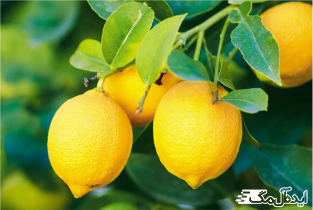 درمان خانگی حالت تهوع با لیمو 