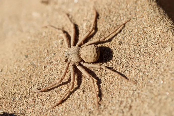 خطرناک ترین عنکبوت های دنیا