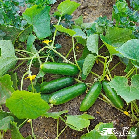 کاشت سبزی در تابستان