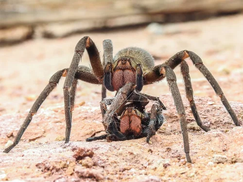 ترسناک ترین عنکبوت های دنیا