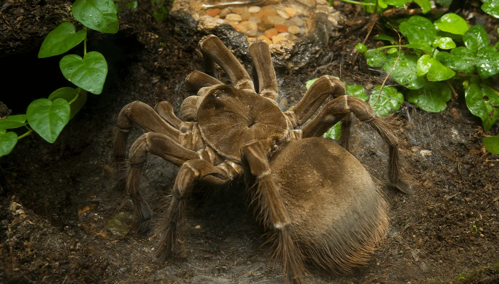 خطرناک ترین عنکبوت های دنیا