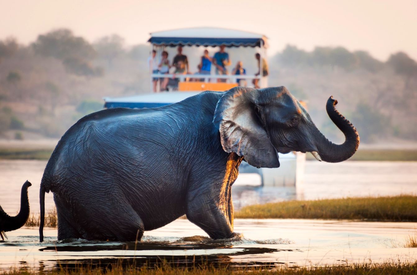 توریست ها در حال تماشای یک فیل که از رودخانه عبور می کند