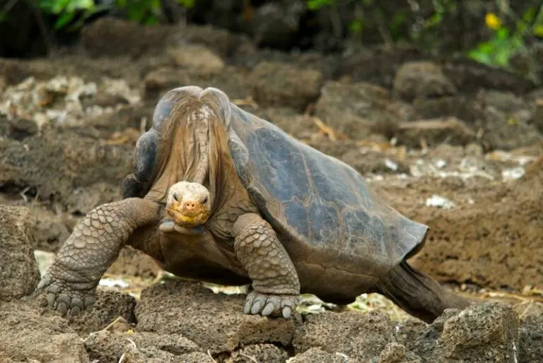 لاکپشت جزیره پنتیا ایستاده روی سنگ‌های کوچک 